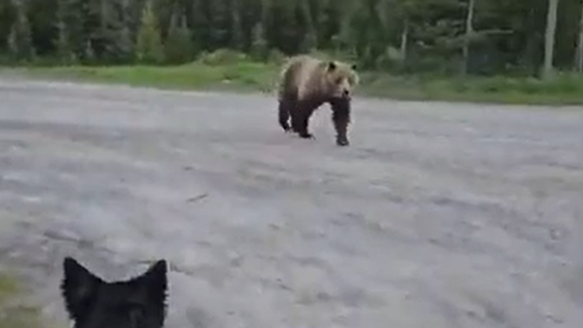 Woman escapes grizzly bear after terrifying encounter while walking her dog