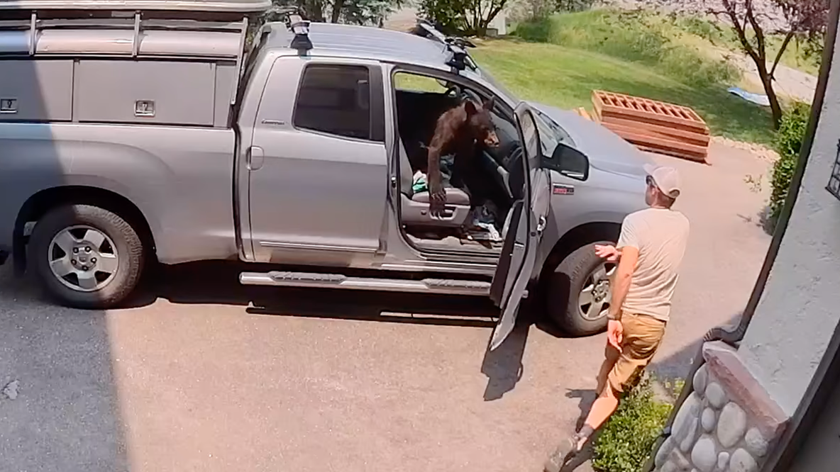 Watch: Bear found sitting in front seat of man's truck