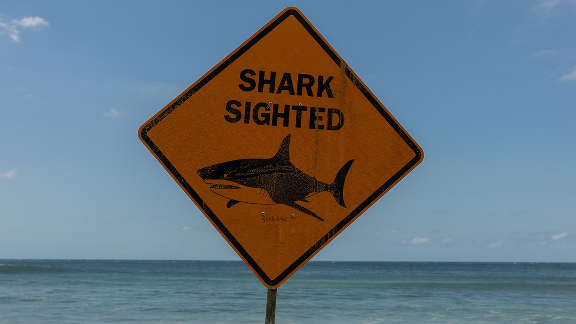 Shark attack surge: 3 dead in Australia in under a month