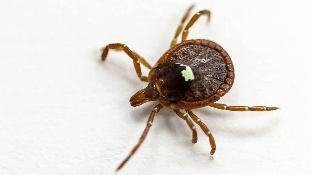 Federal officials unveil new plan in the fight against Lyme disease and tick-borne illness
