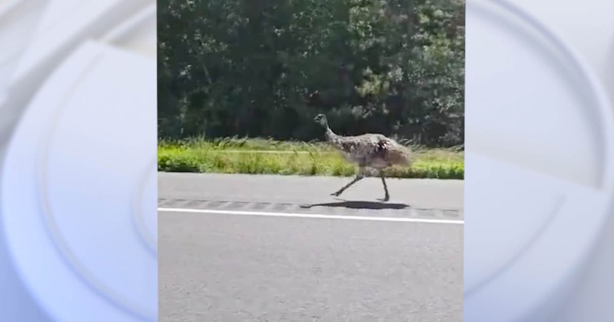 Emu causes traffic back-up, hours-long pursuit on Maryland highway