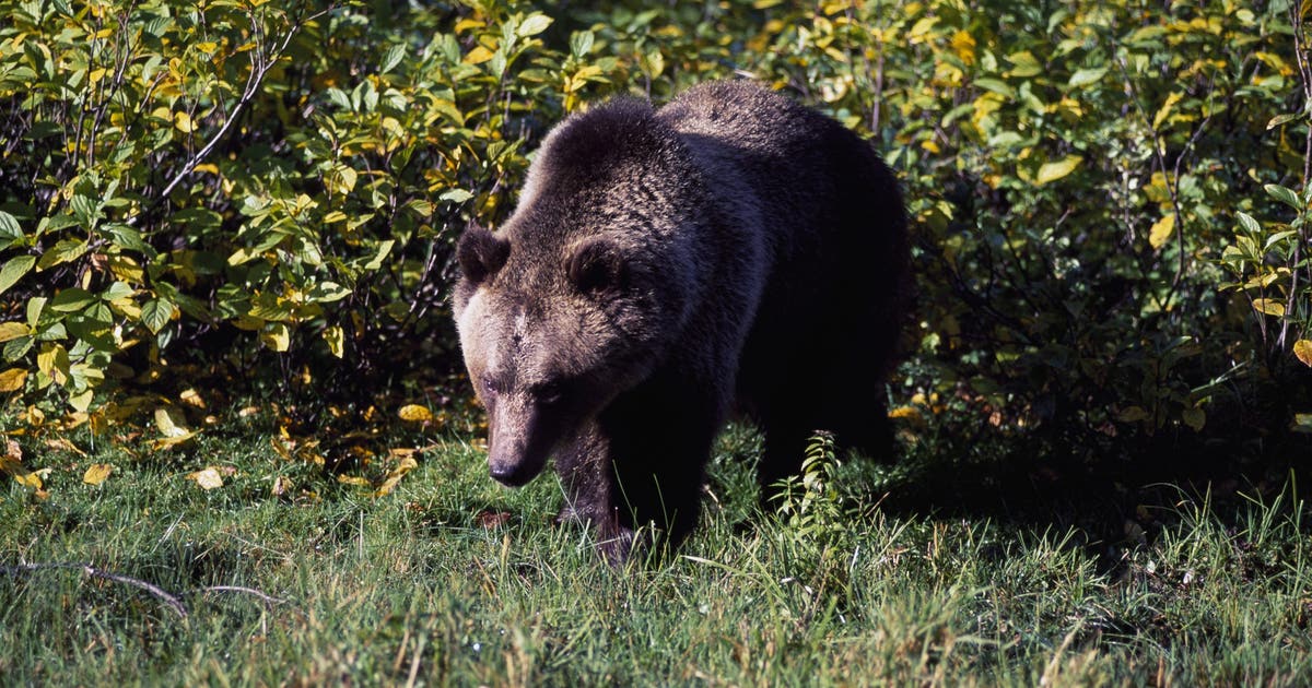 Grizzly bear mauls hiker, drags him dozens of feet on Glacier National Park trail