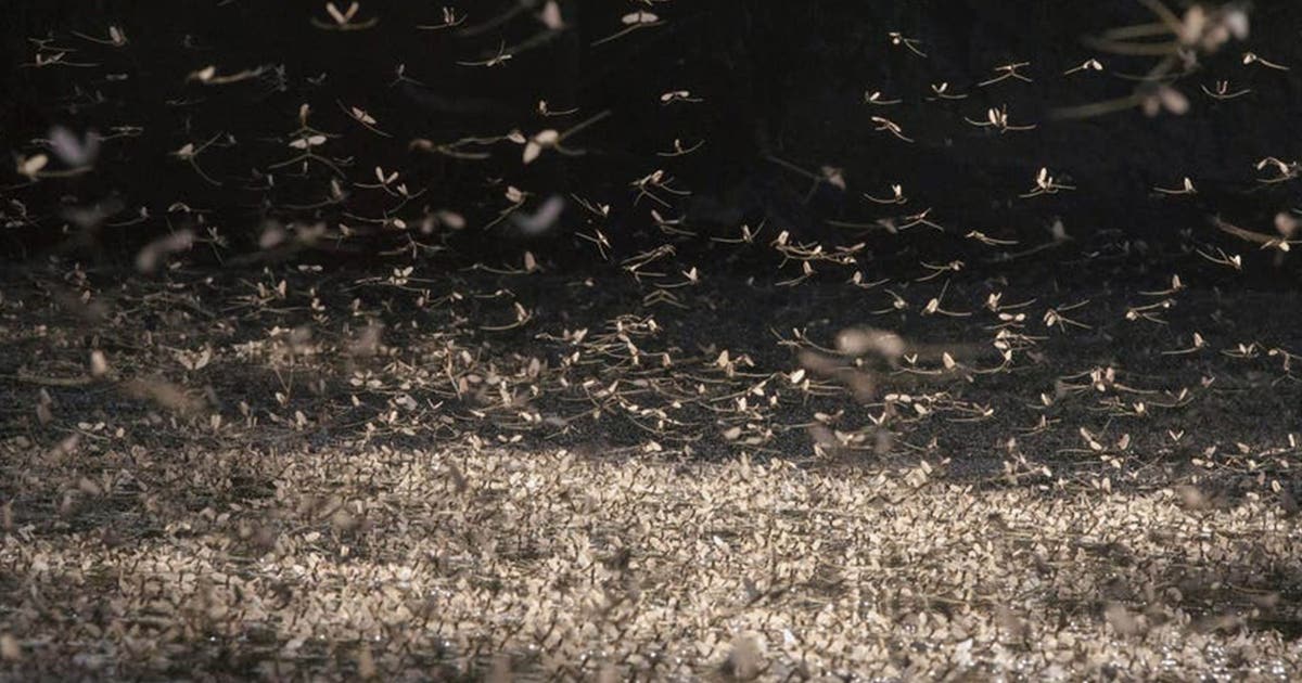 Thousands of mayflies swarm town in Ohio - and it's actually a good thing