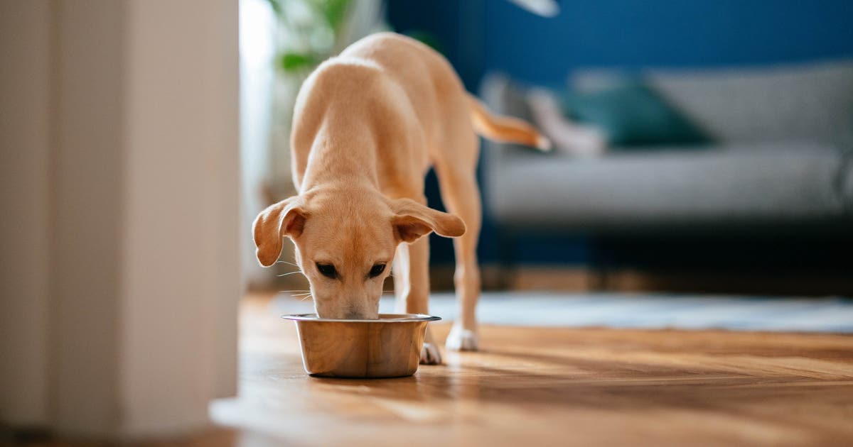 FDA: recall de alimentos para animais de estimação devido a deficiências nutricionais