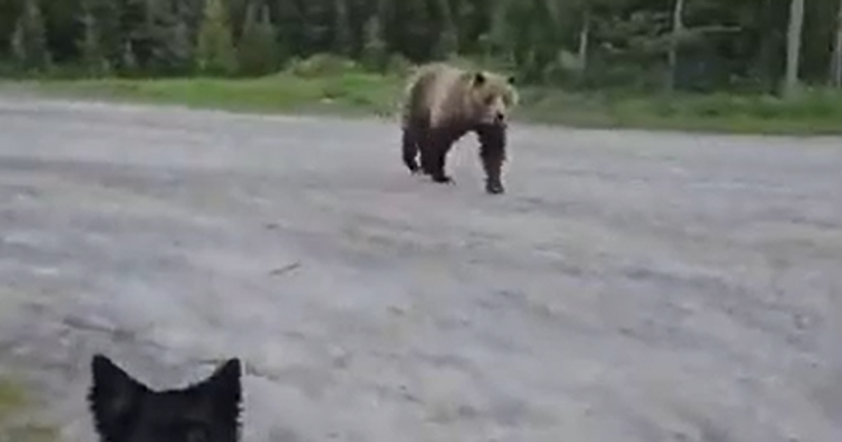 Woman escapes grizzly bear after terrifying encounter while walking her dog