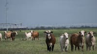 Screwworms in Texas: What an infestation means for livestock, beef supply and the economy