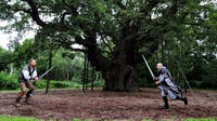 1,200-year-old 'Robin Hood' oak tree has died, experts say