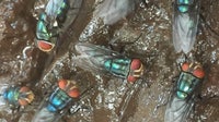 USDA warns of flesh-eating screwworm found just 25 miles from US border