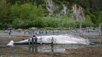 Dead, pregnant endangered fin whale found on bow of Alaska cruise ship