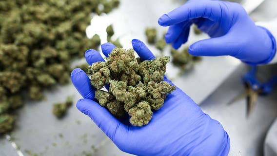 TSA updates medical marijuana travel guidance for air passengers