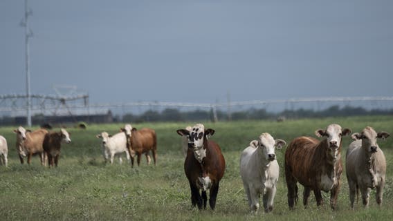 Screwworms in Texas: What an infestation means for livestock, beef supply and the economy