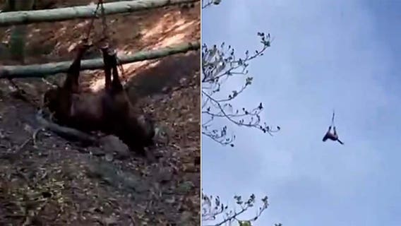 Watch: Horse airlifted to safety after falling into ravine