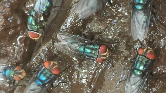 USDA warns of flesh-eating screwworm found just 25 miles from US border