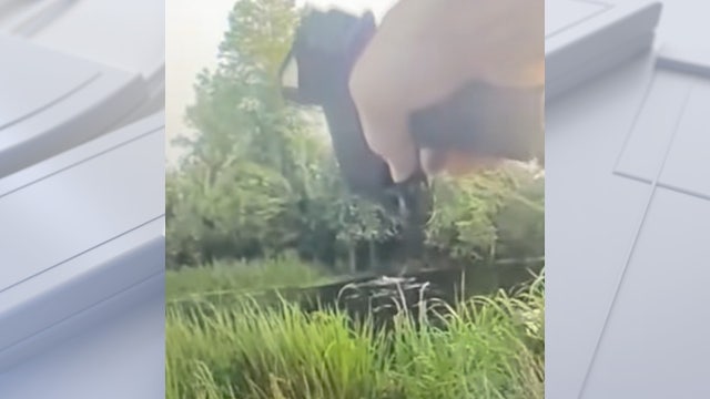 Alligator attacks suspect who tried escaping through its swamp