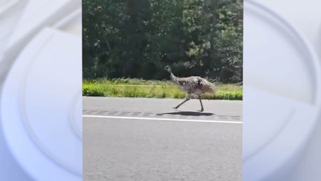 Emu causes traffic back-up, hours-long pursuit on Maryland highway