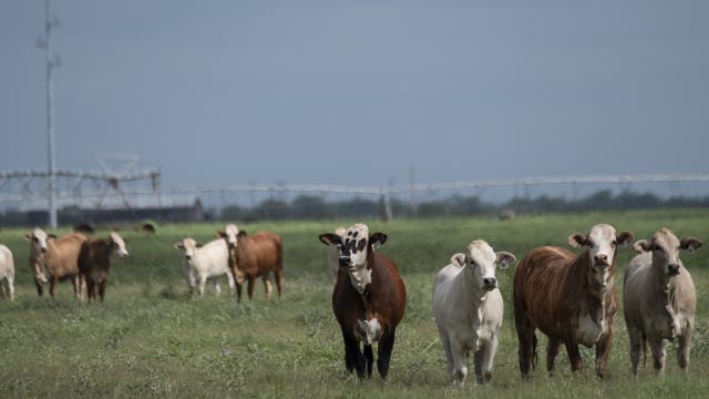 Screwworms in Texas: What an infestation means for livestock, beef supply and the economy