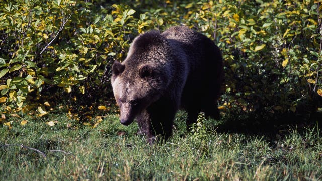 Grizzly bear mauls hiker, drags him dozens of feet on Glacier National Park trail