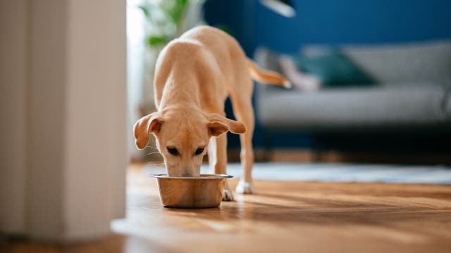 FDA: Pet food recalled over nutritional deficiency