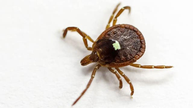 Federal officials unveil new plan in the fight against Lyme disease and tick-borne illness