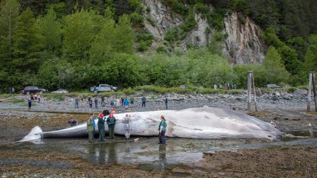 Dead, pregnant endangered fin whale found on bow of Alaska cruise ship