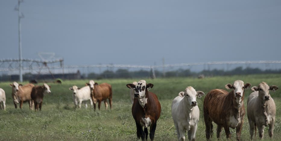 Screwworms in Texas: What an infestation means for livestock, beef supply and the economy