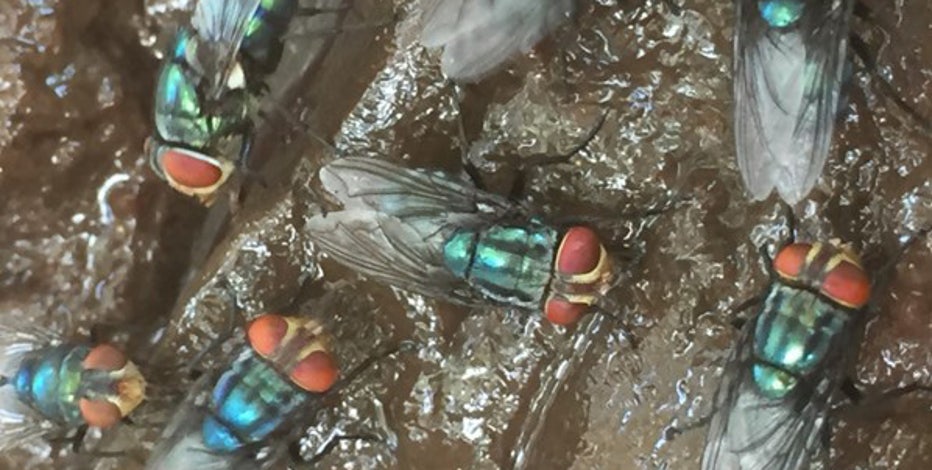 USDA warns of flesh-eating screwworm found just 25 miles from US border