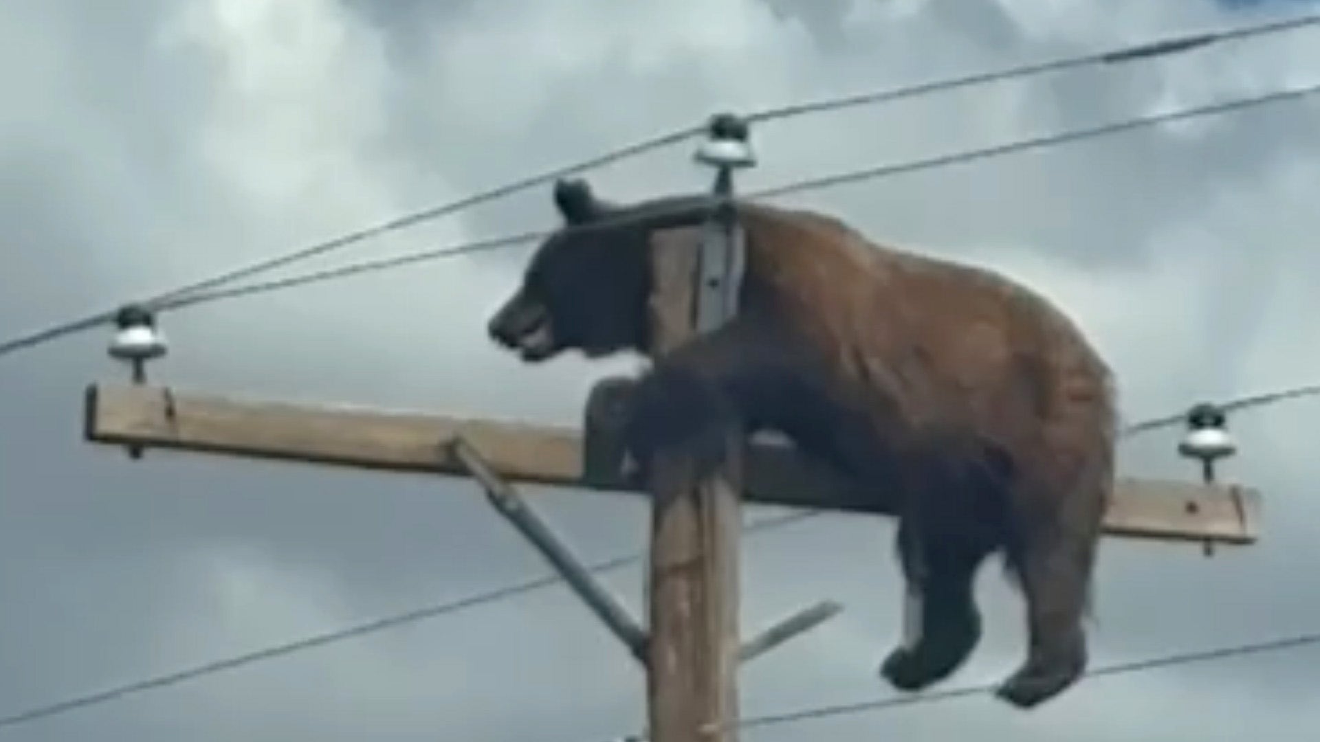 Bear dies after getting stranded on utility pole in New Mexico
