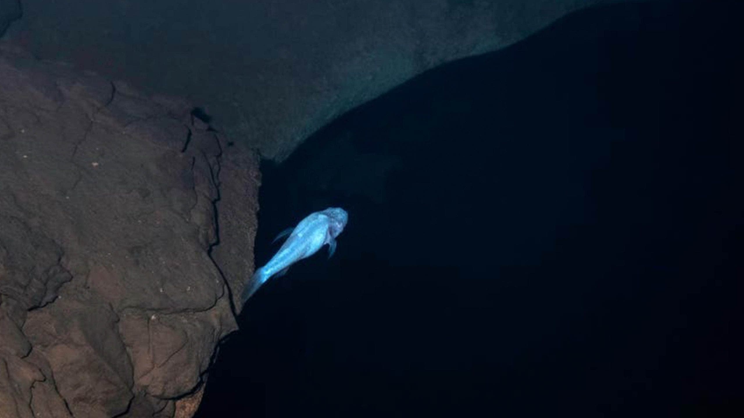 Scientists discover 'demon' cavefish tucked away in Alabama cave