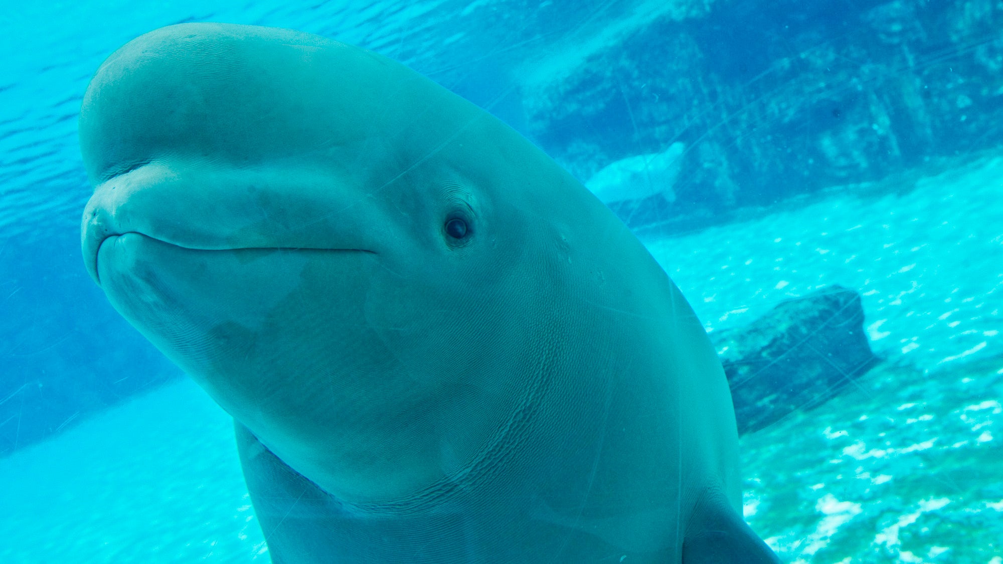 US aquariums to rescue 28 beluga whales from Canada's Marineland