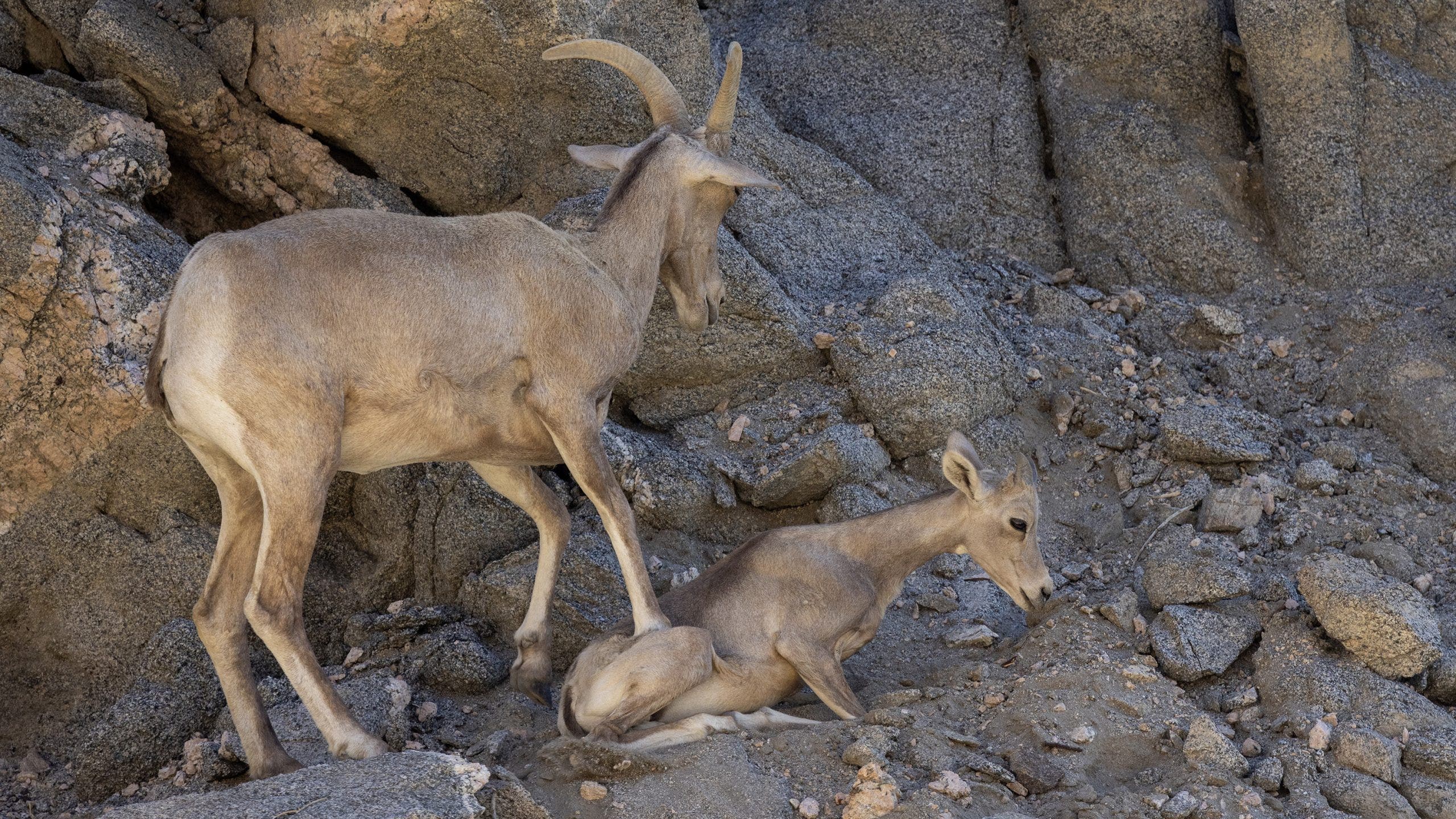 Trump administration to allow drilling, mining on critical wildlife habitats