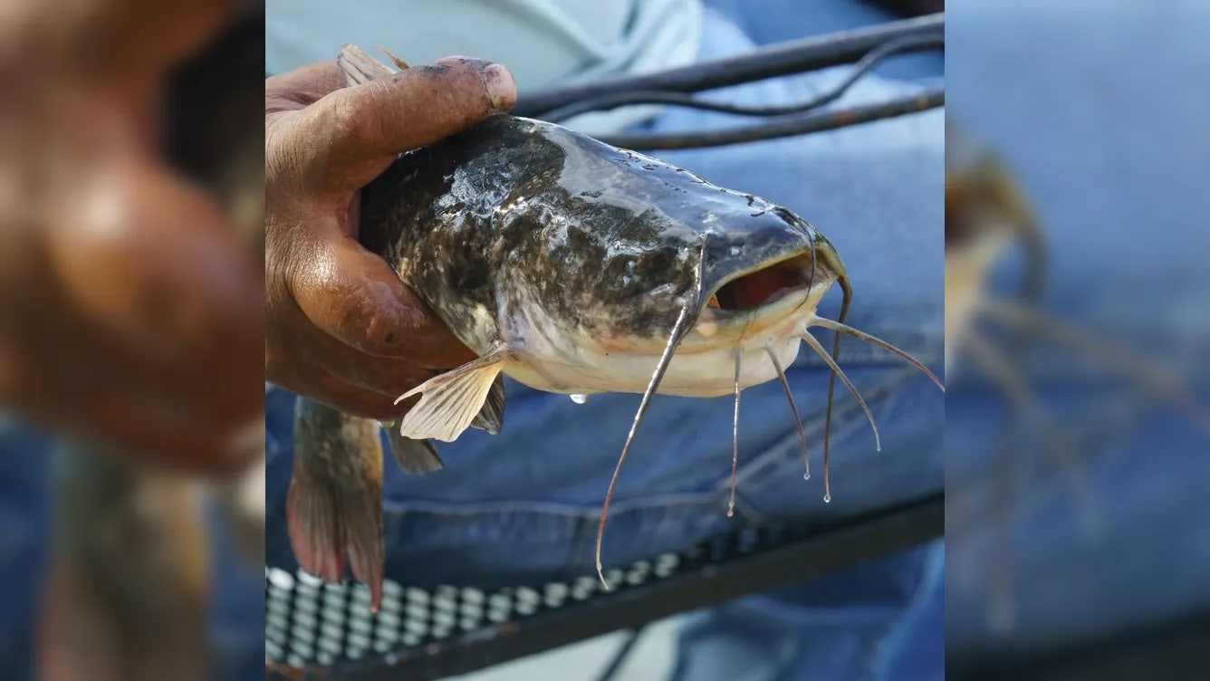 First-known freshwater contagious cancer spreading among catfish in Vermont lake