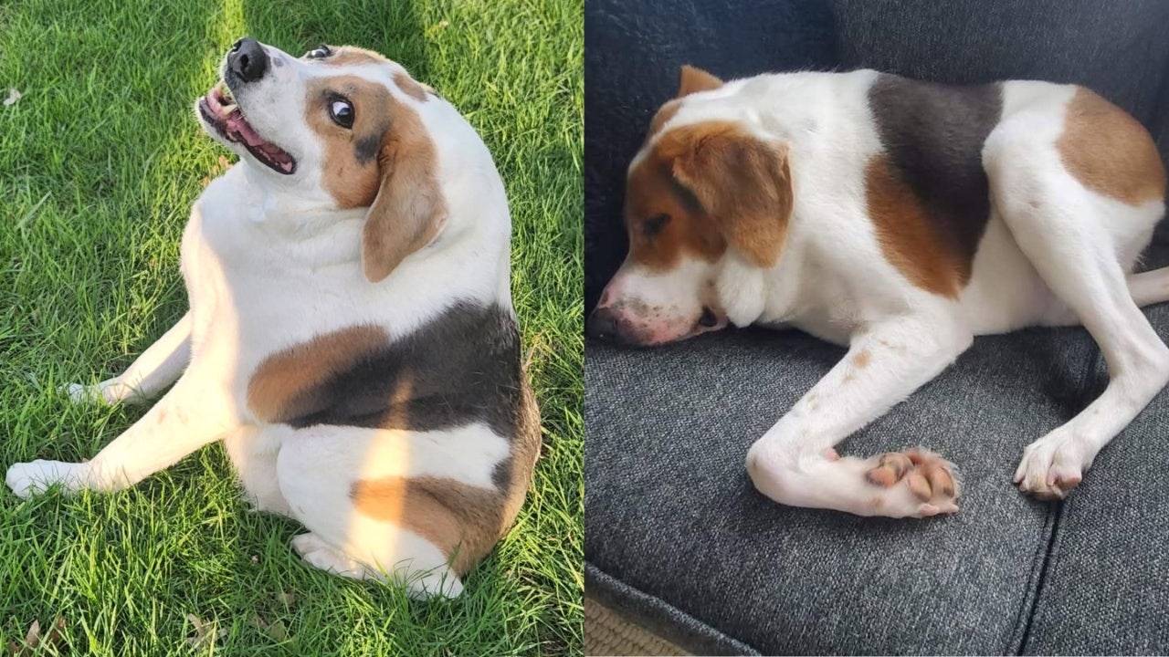 Move over Jimothy: Dog with same short spine syndrome as raccoon melts hearts on internet