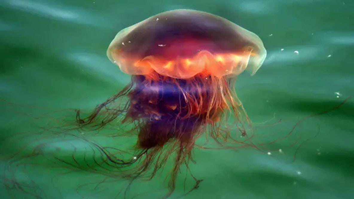 Thousands of giant lion's mane jellyfish sightings trigger public safety alerts for New England beachgoers