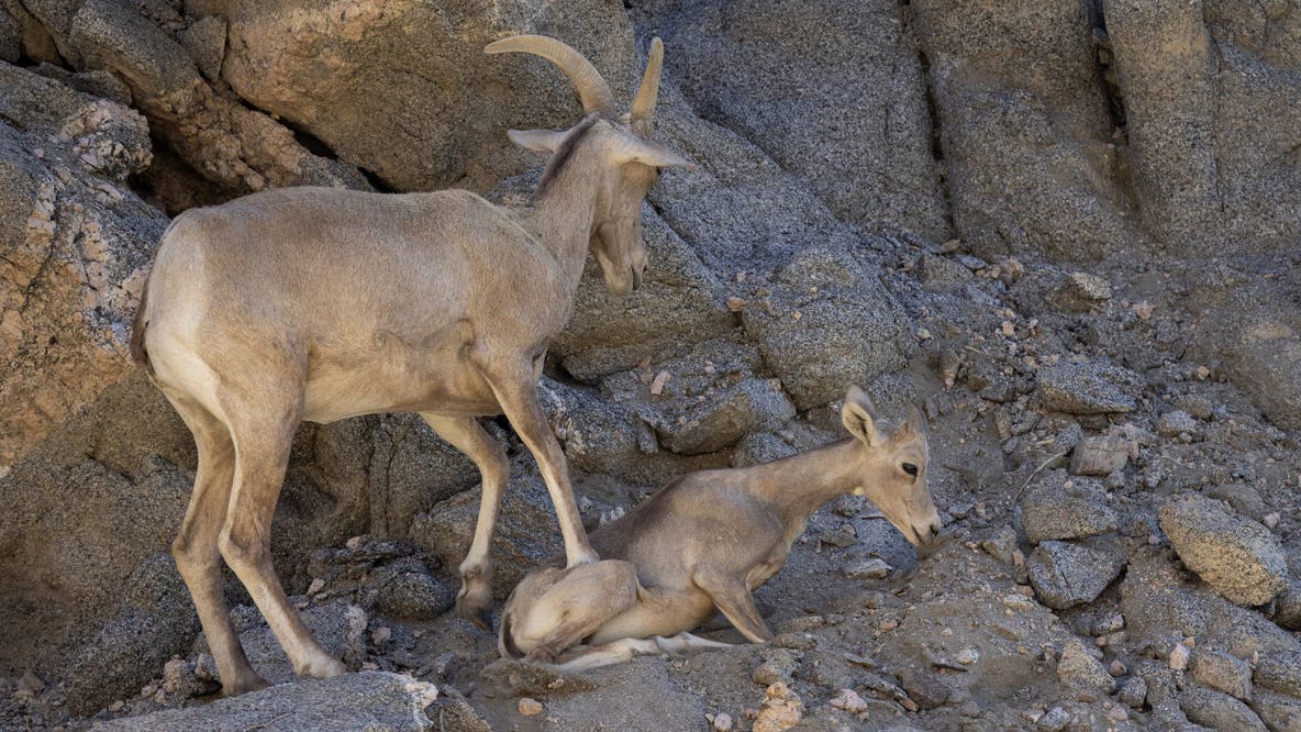 Trump administration to allow drilling, mining on critical wildlife habitats