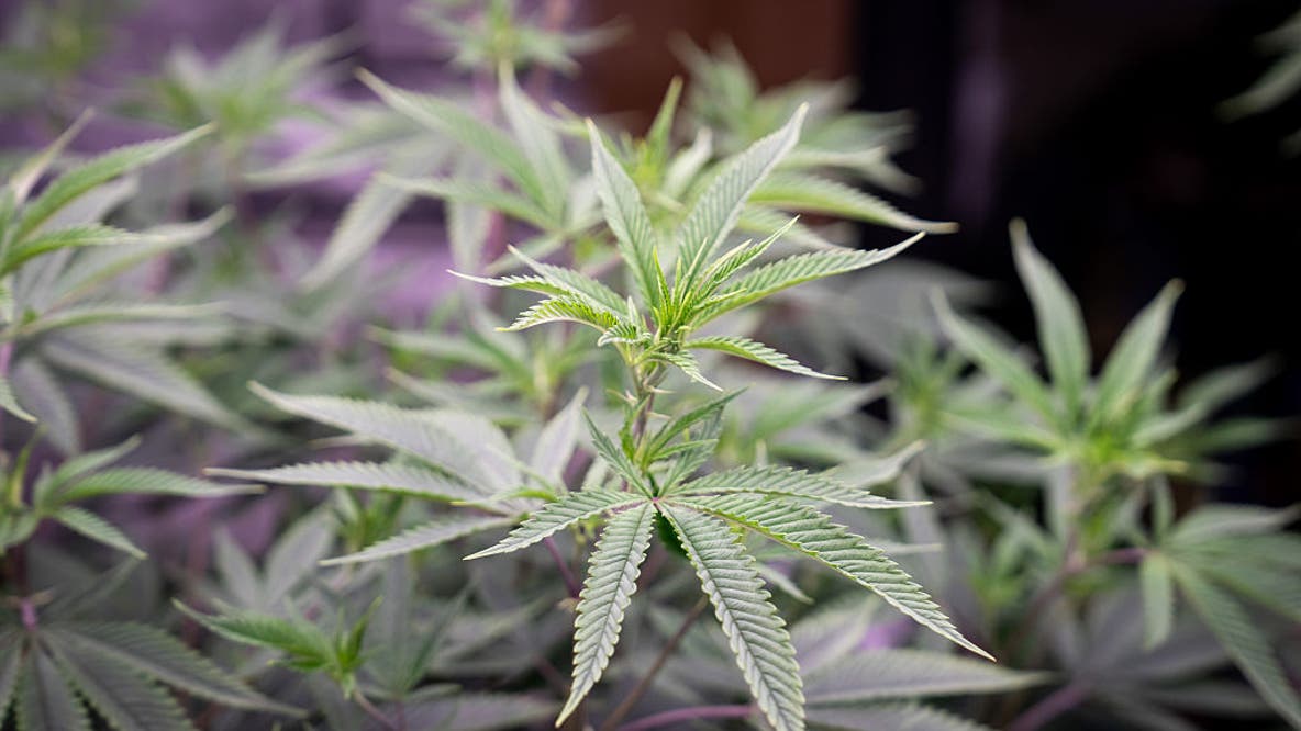 More Americans now use marijuana daily than tobacco, survey shows