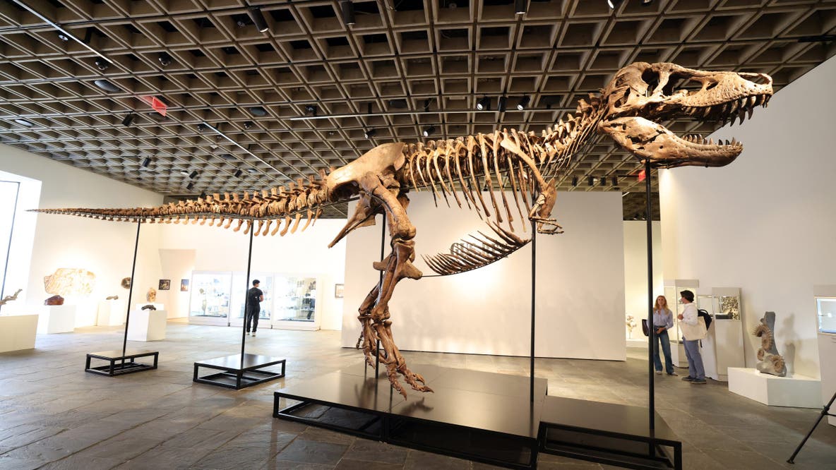 Tyrannosaurus rex fossil sells for record $50 million at auction