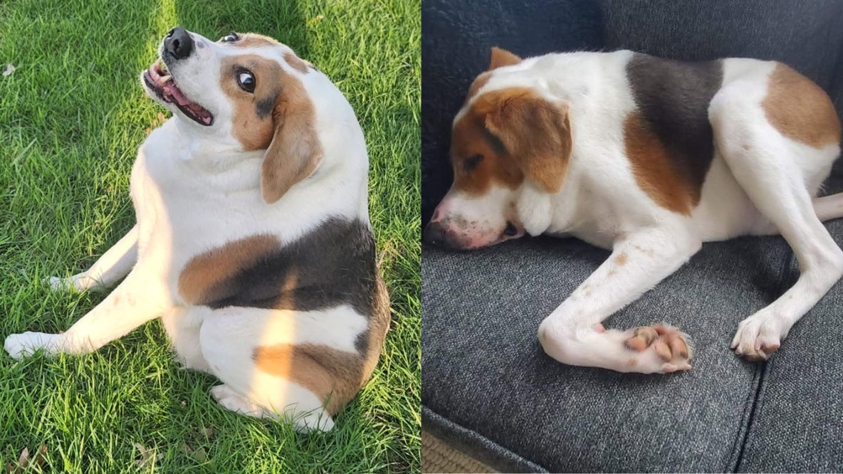 Move over Jimothy: Dog with same short spine syndrome as raccoon melts hearts on internet