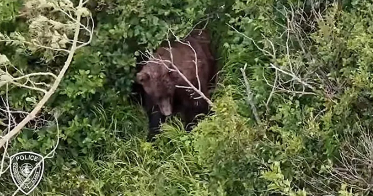 A mulher foi atacada por um urso pardo enquanto caminhava com sua amiga e três cachorros perto de um parque estadual do Alasca