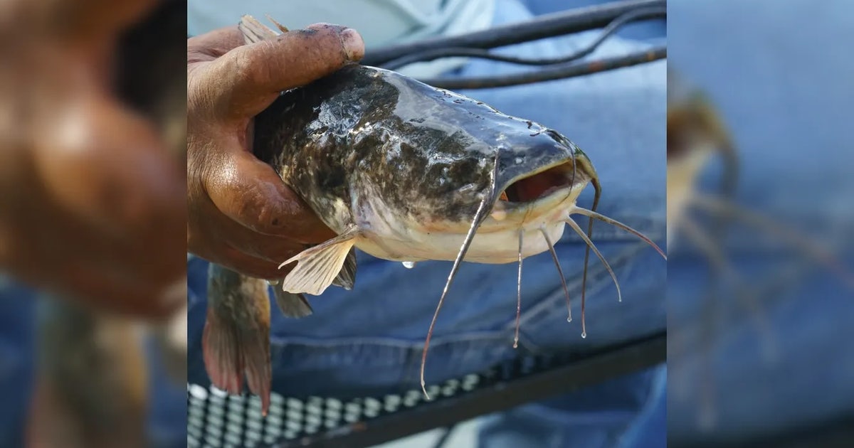 First-known freshwater contagious cancer spreading among catfish in Vermont lake