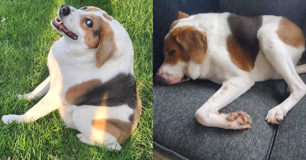 Skip Jimothy: Cachorro com síndrome da coluna curta semelhante à do guaxinim derrete corações online