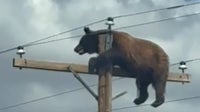 Bear dies after getting stranded on utility pole in New Mexico