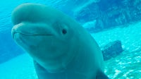 US aquariums to rescue 28 beluga whales from Canada's Marineland