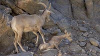 Trump administration to allow drilling, mining on critical wildlife habitats