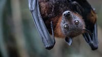 11-year-old boy dies of rabies after bat landed on his face