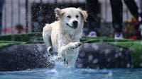 New data reveals the most popular dog breeds in each state