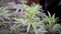 More Americans now use marijuana daily than tobacco, survey shows