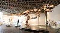 Tyrannosaurus rex fossil sells for record $50 million at auction