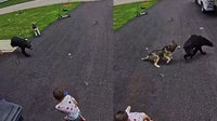 Watch: Heroic husky protects child from charging bear