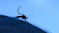 West Nile virus season’s fastest start in decades spurs warning before 4th of July