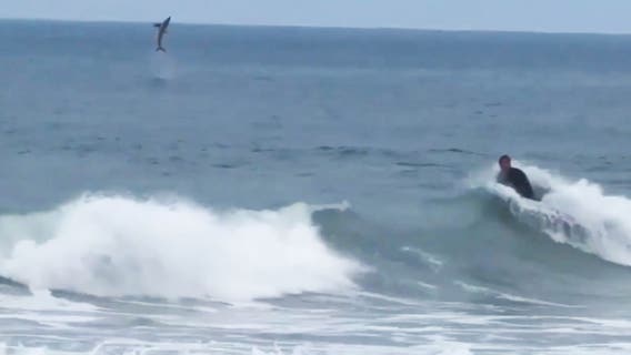 Watch: Great white shark jumps out of water behind surfer at California beach